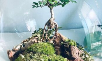 terrario in vetro
