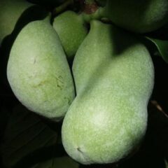 frutto asimina