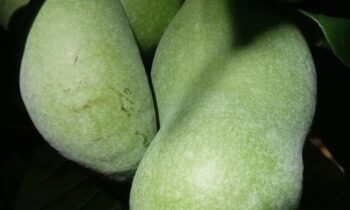 frutto asimina