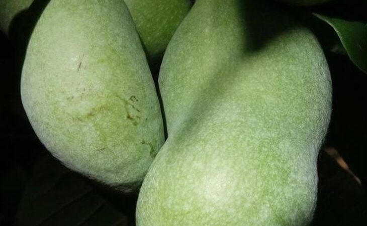 frutto asimina