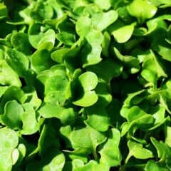 rucola coltivazione