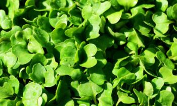 rucola coltivazione