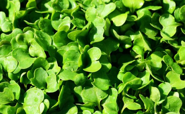 rucola coltivazione