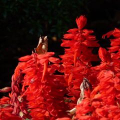 salvia splendida