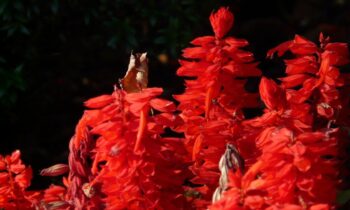 salvia splendida