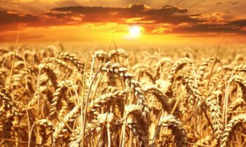 periodo semina grano