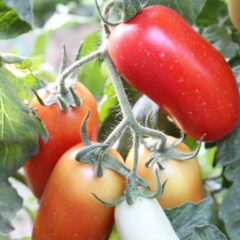 coltivare pomodori san marzano
