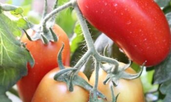 coltivare pomodori san marzano