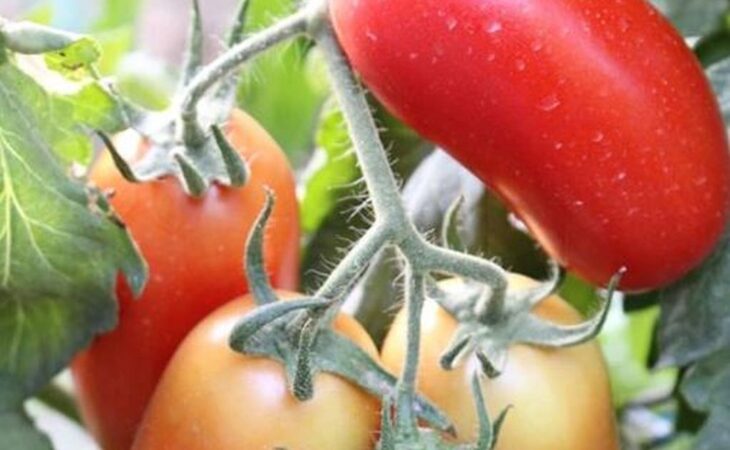 coltivare pomodori san marzano