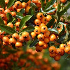 sorbe frutto