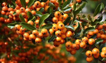 sorbe frutto