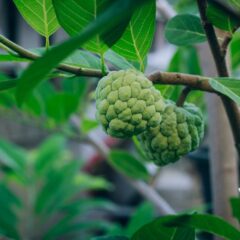 cherimoya
