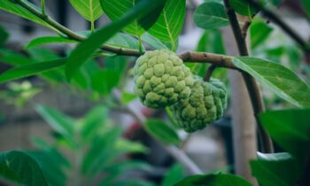 cherimoya