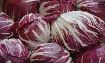 coltivazione radicchio rosso