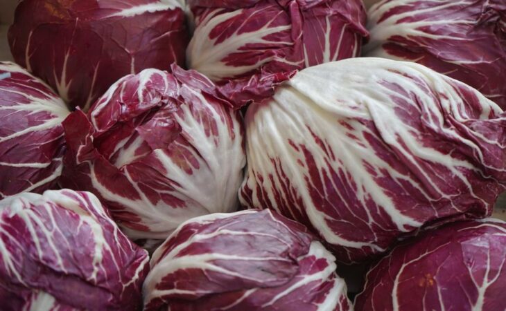 coltivazione radicchio rosso