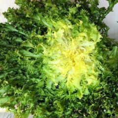 scarola verdura