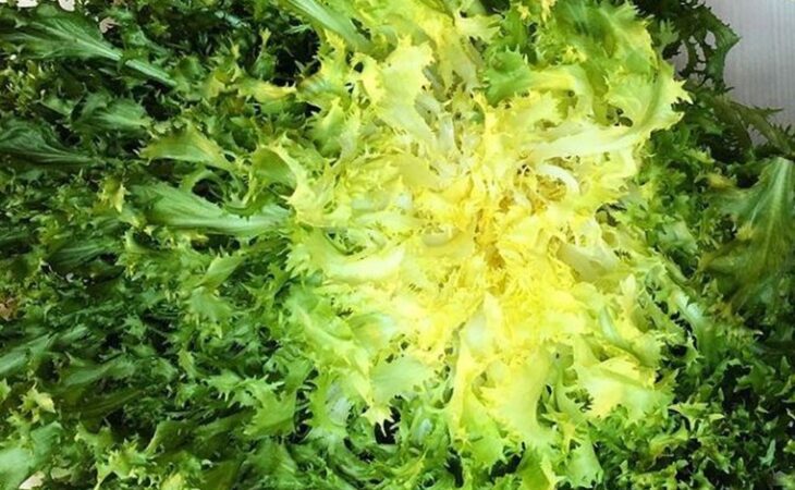 scarola verdura