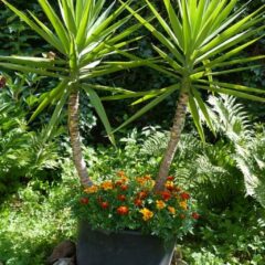 pianta yucca in giardino