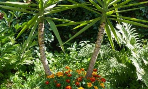 pianta yucca in giardino
