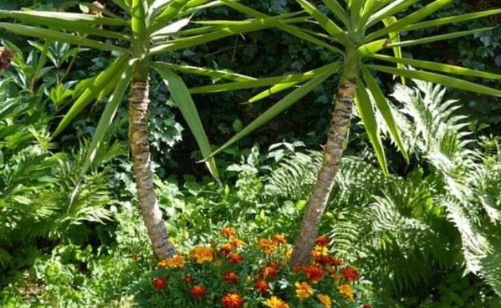 pianta yucca in giardino