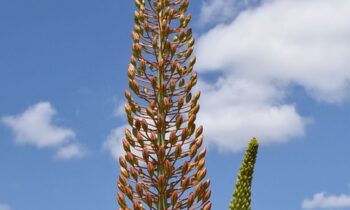 stella del deserto pianta