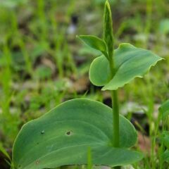 fiore orchidea