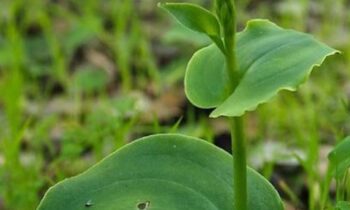 fiore orchidea