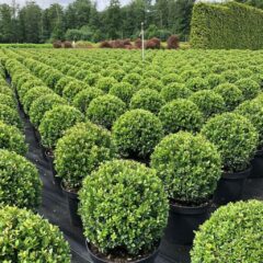 ilex crenata bonsai