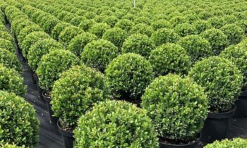 ilex crenata bonsai