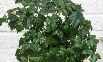 cissus