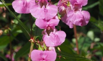 balsamina fiore