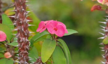 euphorbia