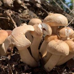 coltivare funghi pioppini