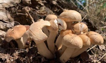 coltivare funghi pioppini