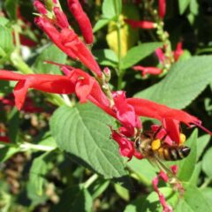 salvia ananas