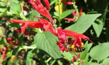 salvia ananas