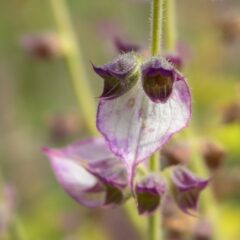 salvia sclarea olio essenziale