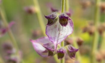salvia sclarea olio essenziale