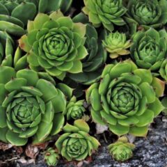 aeonium