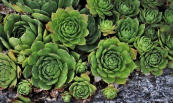 aeonium