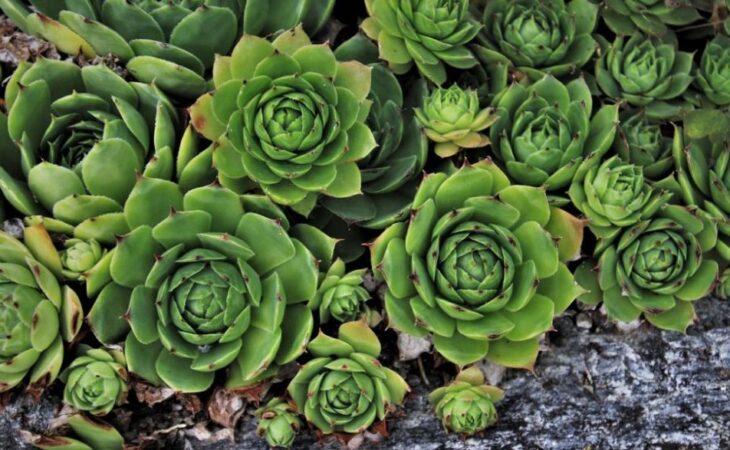aeonium