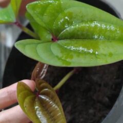 pianta discorea
