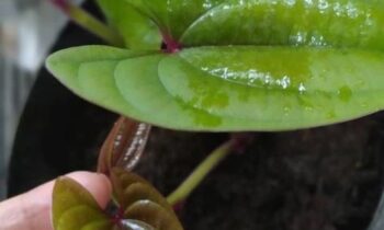 pianta discorea