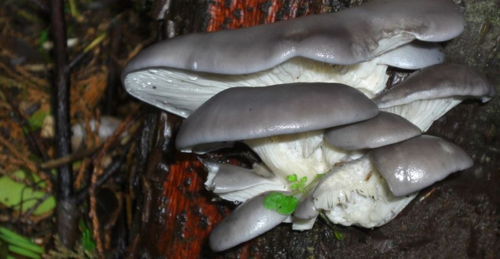 funghi ostrica