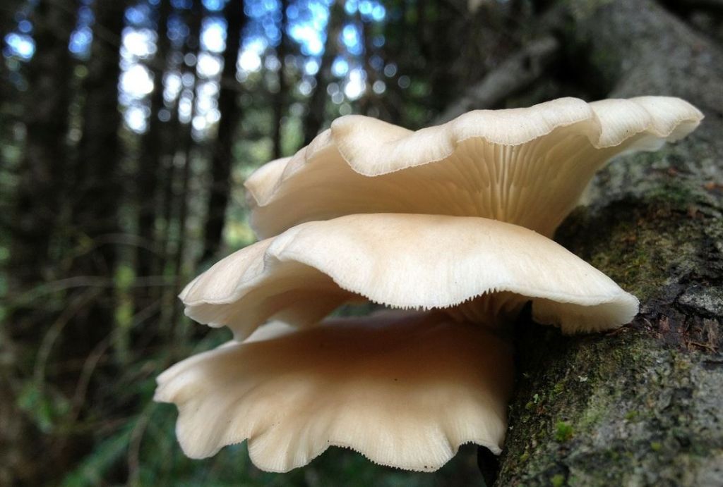 pleurotus funghi