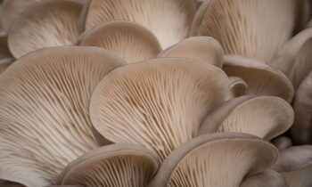 funghi pleurotus