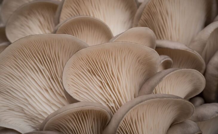 funghi pleurotus