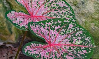 caladium