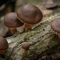 funghi shiitake