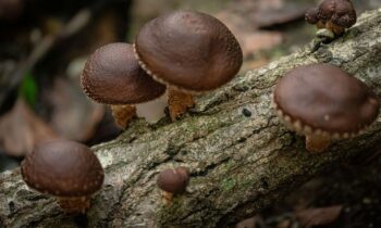 funghi shiitake